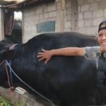 Prabowo Pilih Sapi Jumbo 1,15 Ton dari Peternak Tangerang untuk Kurban