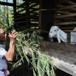 17 Tahun Menanti, Transmigran Kerinci Masih Tunggu Hak Lahan dan Listrik