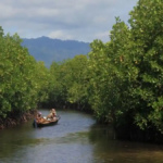Mangrove Rusak 22 Persen, DPRD Jambi Bidik Peluang Ekonomi Biru di Pesisir