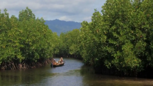 Mangrove Rusak 22 Persen, DPRD Jambi Bidik Peluang Ekonomi Biru di Pesisir