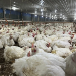 Danantara Gelontorkan Rp 20 Triliun untuk Pabrik Peternakan Ayam