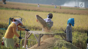Desa Tawangargo Jadi Percontohan Pertanian Cerdas Hadapi Perubahan Iklim