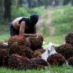 Harga TBS Kelapa Sawit Provinsi Jambi Turun Lagi