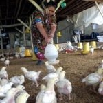 Harga Ayam dan Telur Melonjak Akibat Program Makan Bergizi Gratis (MBG), BGN Dorong Tambah Peternak Baru