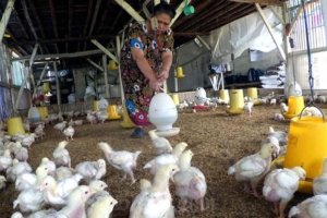 Harga Ayam dan Telur Melonjak Akibat Program Makan Bergizi Gratis (MBG), BGN Dorong Tambah Peternak Baru