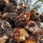 Kemenperin Dorong AS Beri Pengecualian Tarif Sawit untuk Indonesia