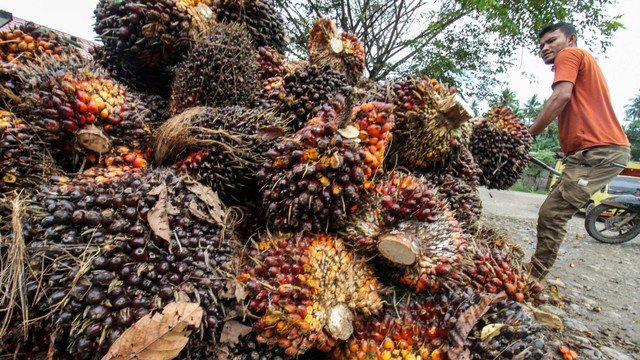 Kemenperin Dorong AS Beri Pengecualian Tarif Sawit untuk Indonesia