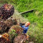 Ini Harga TBS Terbaru Provinsi Jambi, Naik Tipis