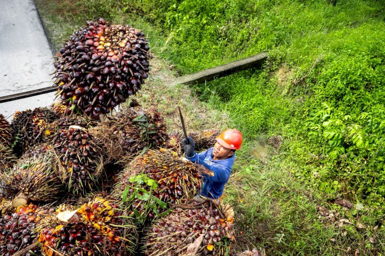 Ini Harga TBS Terbaru Provinsi Jambi, Naik Tipis
