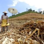 Sektor Pertanian Gorontalo Jadi Tulang Punggung Ekonomi