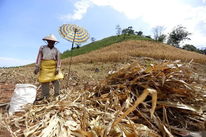 Sektor Pertanian Gorontalo Jadi Tulang Punggung Ekonomi