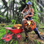 Ekspor Industri Agro Indonesia Tembus USD 37,38 Miliar di Semester I 2025