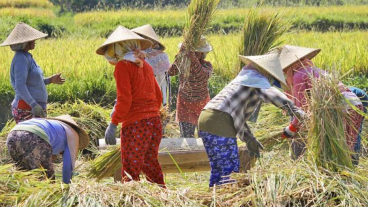 Produksi Melimpah, Klaim RI Siap Ekspor Beras