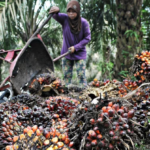Dinilai Rugikan Petani Sawit, Aspekpir Desak Kaji Ulang PP 45/2025