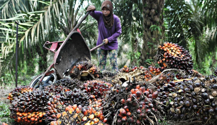 Harga Sawit Jambi Rp 3.418, Naik Tipis