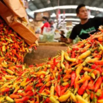 Pasar Jambi Memanas! Cabe Rawit Merah Melonjak Hingga Rp 65.000, Ayam Malah Turun Tajam