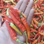 Harga Sembako Jambi Hari Ini Stabil, Cabe Rawit Merah Turun!