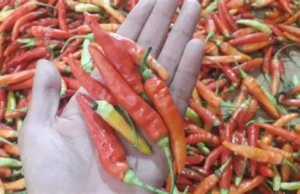 Harga Sembako Jambi Hari Ini Stabil, Cabe Rawit Merah Turun!
