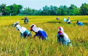 Pertanian Sumbang 13,83% PDB Nasional, Produksi Beras Cetak Rekor di Era Prabowo