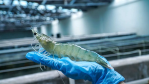 Udang Indonesia Lolos Uji Radioaktif, Ekspor ke Amerika Serikat Kembali Dibuka