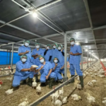 Laba dan Penjualan Japfa Comfeed (JPFA) Naik di Kuartal III-2025, Catat Pertumbuhan 15%