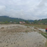 70 Hektare Sawah Gagal Panen akibat Banjir di Gayo Lues Aceh
