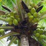 Harga Kelapa Meroket, Zulhas: Berkebun Kelapa Kini Lebih Untung dari Sawit