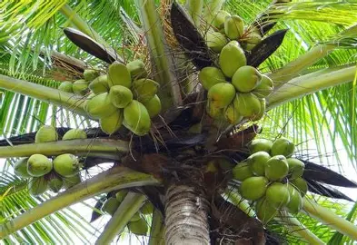 Harga Kelapa Meroket, Zulhas: Berkebun Kelapa Kini Lebih Untung dari Sawit