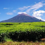 Cuaca Jambi Hari Ini Didominasi Hujan Ringan, Kerinci dan Sungai Penuh Tetap Sejuk 17 Derajat