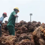 Harga Referensi CPO Naik Jadi USD 963,75 per Ton, Dipicu Rencana Penerapan Biodiesel B50