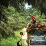 Harga TBS Kelapa Sawit Jambi Jatuh Hingga Rp 124 per Kilogram