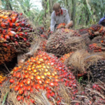 Harga Sawit Jambi Naik Lagi, Rp 3.444,05 per Kilogram TBS
