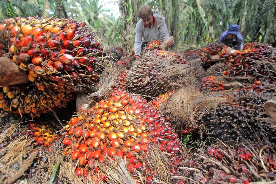 Harga Sawit Jambi Naik Lagi, Rp 3.444,05 per Kilogram TBS