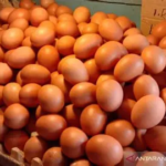 5 Makanan Terbaik yang Cocok Dimakan Bersama Telur, Bikin Nutrisi Makin Maksimal