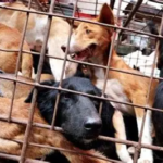 9 Negara yang Masih Mengonsumsi Daging Anjing, Apakah Indonesia Termasuk? Cek Faktanya di Sini