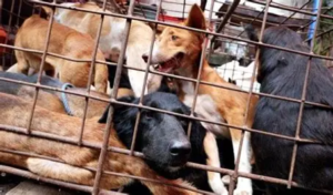 9 Negara yang Masih Mengonsumsi Daging Anjing, Apakah Indonesia Termasuk? Cek Faktanya di Sini