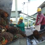 Harga TBS Kelapa Sawit Jambi Kembali Turun, Rp 3.406,67 per Kg