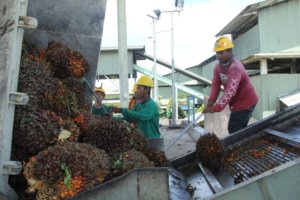 Harga TBS Kelapa Sawit Jambi Kembali Turun, Rp 3.406,67 per Kg