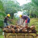 petani memanen kelapa sawit