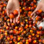 Nasionalisasi Kebun Sawit Ilegal, Petani dan Pelaku Usaha Minta Kepastian Hukum
