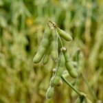 Petani India Tertekan, Impor Kedelai dan Jagung GM AS Picu Kekhawatiran