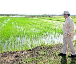 Anggaran Ketahanan Pangan 2026 Naik Jadi Rp210,4 Triliun, Pemerintah Fokus Kejar Swasembada