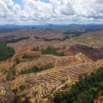 Papua Jadi Target Perluasan Perkebunan Sawit Usai Sumatra, Ini Rencana Prabowo