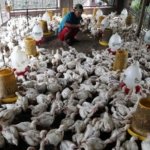 Harga Ayam Hidup Anjlok di Awal 2026, Peternak Rakyat Jual Rugi hingga di Bawah Biaya Produksi