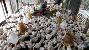 Harga Ayam Hidup Anjlok di Awal 2026, Peternak Rakyat Jual Rugi hingga di Bawah Biaya Produksi