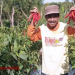 Cuaca Ekstrem Bayangi Produksi, Pasokan Cabai Dipastikan Aman Jelang Ramadan