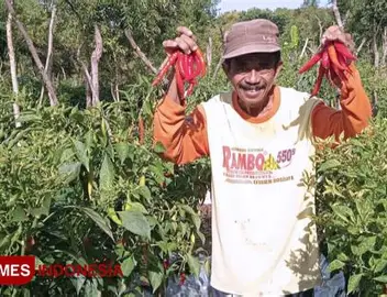 Cuaca Ekstrem Bayangi Produksi, Pasokan Cabai Dipastikan Aman Jelang Ramadan