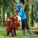 Harga TBS Kelapa Sawit Terbaru, Sepekan ke Depan Turun Rp 31,71 per Kg