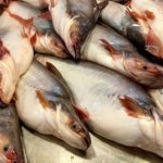 Pemerintah Jajaki Ekspor Ikan Patin 700 Ton ke Arab Saudi saat Musim Haji