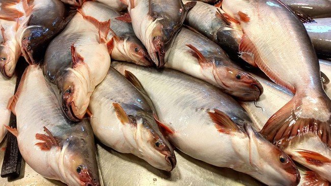 Pemerintah Jajaki Ekspor Ikan Patin 700 Ton ke Arab Saudi saat Musim Haji